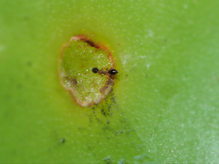 Monomorium floricola