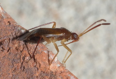 Ceratocapsus