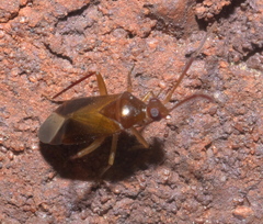 Ceratocapsus