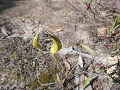 Caladenia stricta