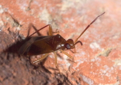 Ceratocapsus