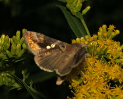 Chrysodeixis