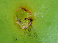 Monomorium floricola