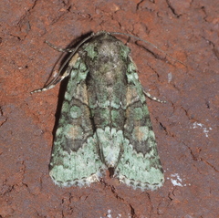 Lacinipolia explicata