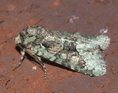 Lacinipolia explicata