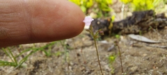 Stylidium calcaratum