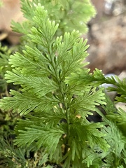Hymenophyllum