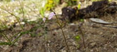 Stylidium calcaratum