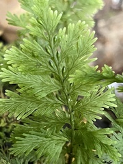 Hymenophyllum