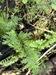 Hymenophyllum