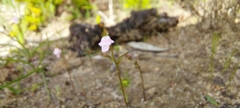 Stylidium calcaratum