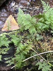 Hymenophyllum