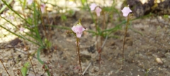 Stylidium calcaratum