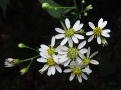 Aster scaber