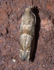 Eucosma apacheana
