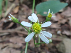 Aster scaber