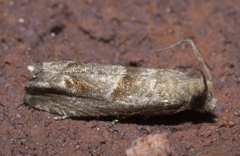 Eucosma apacheana