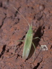 Trigonotylus