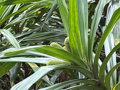 Pandanaceae