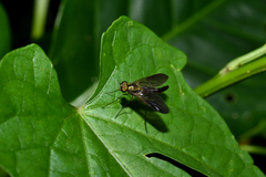 Chrysopilus