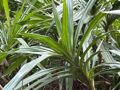 Pandanaceae