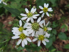 Aster scaber