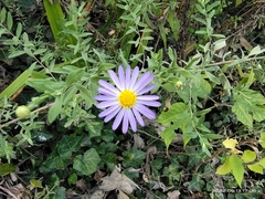 Aster