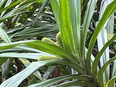 Pandanaceae