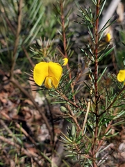 Gompholobium latifolium