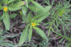 Melampodium sericeum