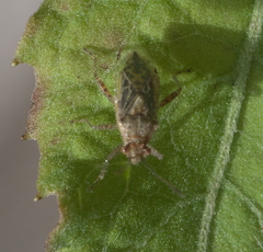 Arhyssus