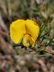 Gompholobium latifolium