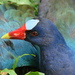 Purple Gallinule - Photo (c) barloventomagico, some rights reserved (CC BY-NC-ND)
