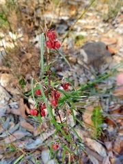 Lasiopetalum rufum