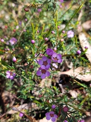 Euryomyrtus ramosissima