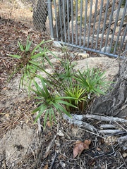 Cyperus alternifolius