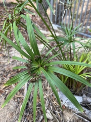 Cyperus alternifolius