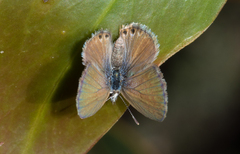 Nacaduba biocellata