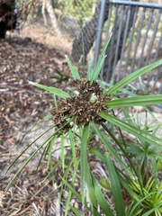 Cyperus alternifolius