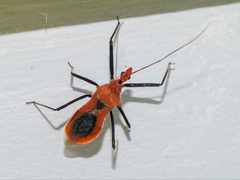 Gminatus australis