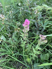 Castilleja parviflora olympica