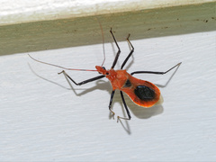 Gminatus australis
