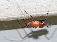 Gminatus australis