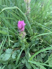 Castilleja parviflora olympica