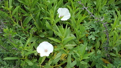 Ipomoea longifolia