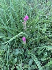 Castilleja parviflora olympica