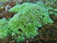 Leucobryum