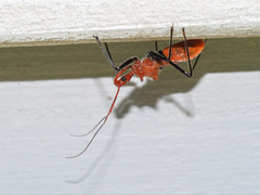 Gminatus australis