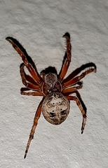 Larinioides patagiatus