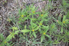 Melampodium sericeum